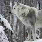 norwegianwhitewolf Profile Picture